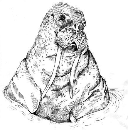 smedly-web.jpg
